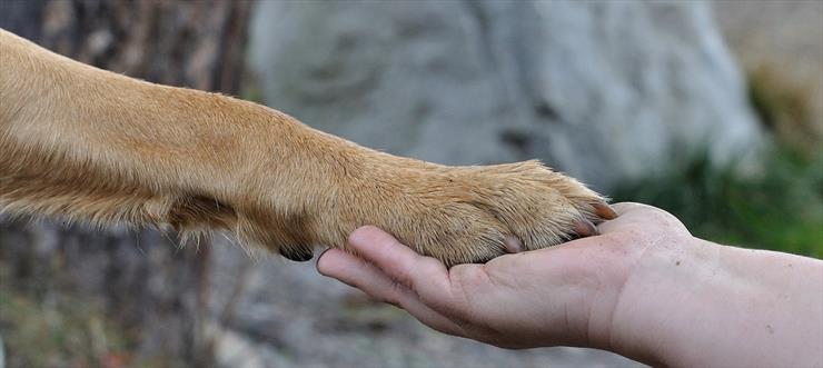 Adote um cãozinho